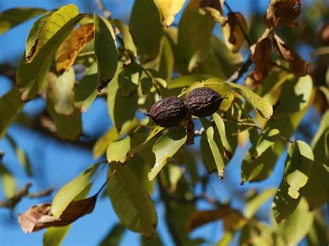 How Fast Do Black Walnut Trees Grow? (Answered) – LeafyJournal