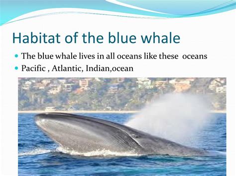 PPT - The blue whale PowerPoint Presentation, free download - ID:2451470