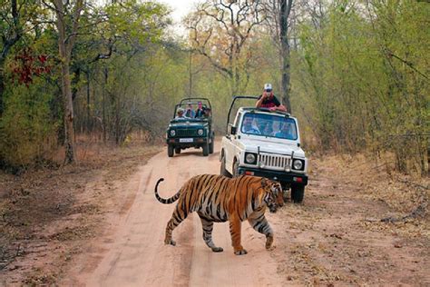 How To Enjoy The Jeep Safari In Jim Corbett National Park?