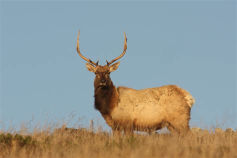 tule elk | Pt. Reyes National Seashore California, USA I dec… | Flickr