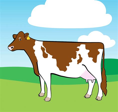 Learn about the 6 different types of dairy cow breeds! Types Of Dairy Cows, Dairy Cow Breeds ...