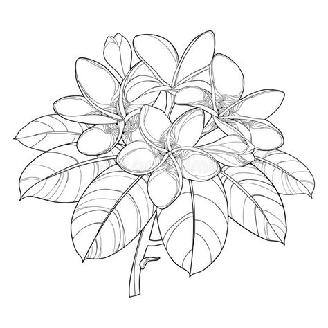 Vector branch of outline Plumeria or Frangipani flower bunch, bud and ornate leaf in black is ...