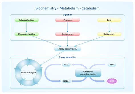 an image of a diagram that shows the mechanism of metasism