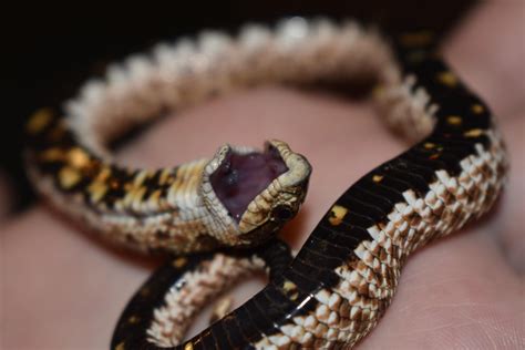 PsBattle: Hognose snake playing dead. : photoshopbattles