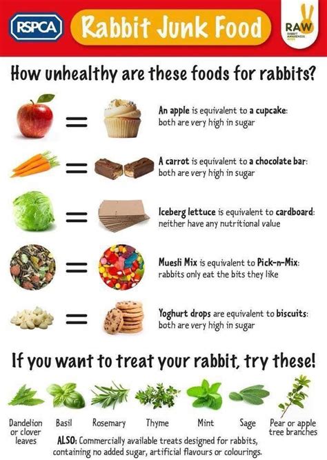 Pin by Skye Cielo on animal's | Rabbit eating, Pet bunny rabbits, Rabbit diet