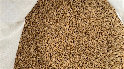 Malted barley’s additional uses – CNS Maryland