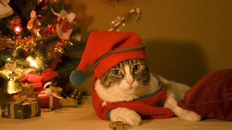 Christmas Cat Wallpaper (75+ images)