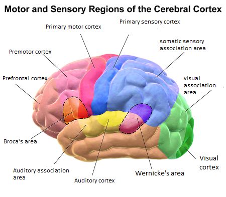 Cerebral Cortex Blank Diagram