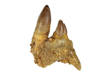 1.3" Fossil Crocodylomorph Jaw Section - Morocco (#248917) For Sale ...