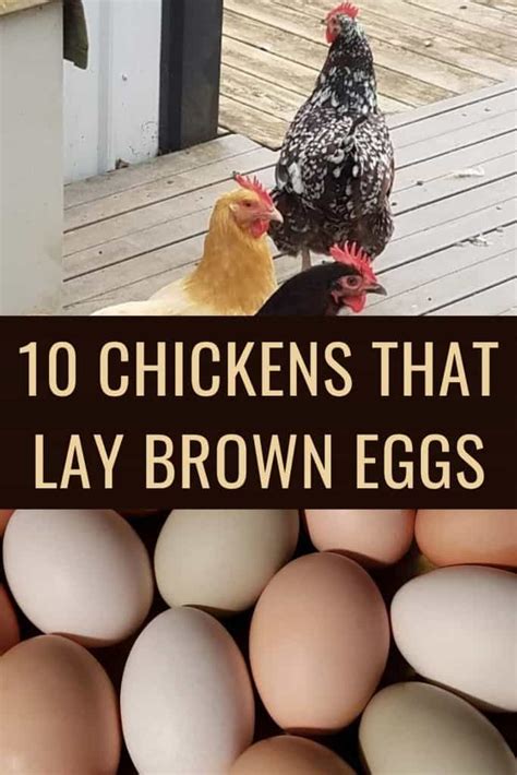 10 Best Brown Egg Laying Chicken Breeds