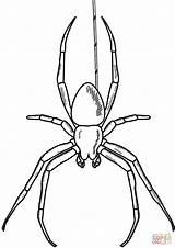 Spider Coloring Template Coloring Pages sketch template