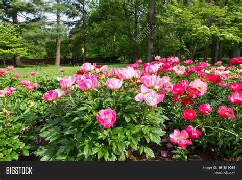 Blooming Pink Peony Image & Photo (Free Trial) | Bigstock