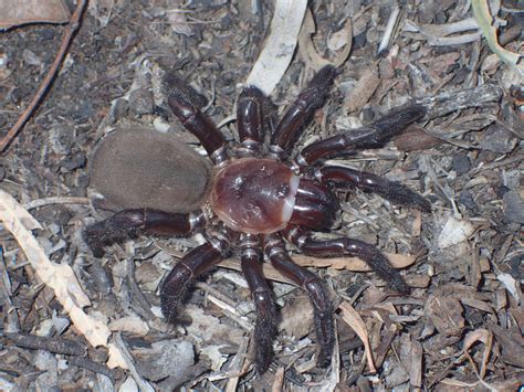 Meet the New Giant Spider Species Described As 'Rare and Secretive ...