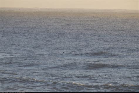 Surfers' Paradise - The Big Surf Day 2023, Mavericks and Pacifica - Dave Bullock / eecue on ...