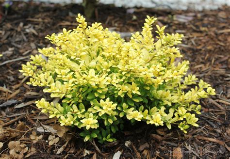 Brass Buckle™ - Japanese holly - Ilex crenata | Proven Winners