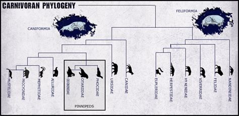 Order Carnivora: THE CARIVORES EXPLAINED