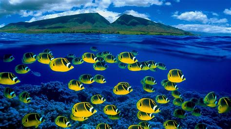 Shoaling Of Yellow Fishes Underwater And Landscape View Of Mountains In White Clouds Blue Sky ...