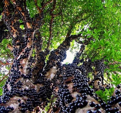 Jabuticaba Berry – R. Terra