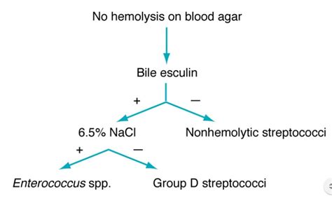 Schema to differentiate Enterococcus and Group D streptococci from other non-hemolytic ...