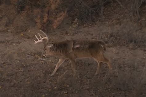 The Story Behind the Largest Buck Shot So Far in 2017 - Wide Open Spaces