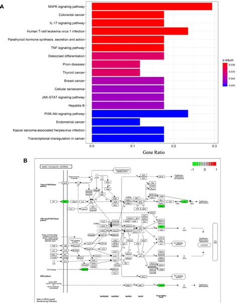 | Differentiation-associated KEGG functional analysis. (A) A histogram ...