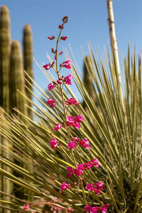 Building Your Desert Tortoise Garden – Desert Diaries