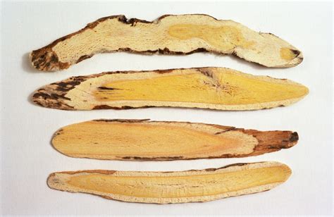 Astragalus: Traditional recipes for the immune system – Dr. Laurell ...