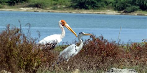 Pulicat Lake Bird Sanctuary, Andhra Pradesh, India - ITP