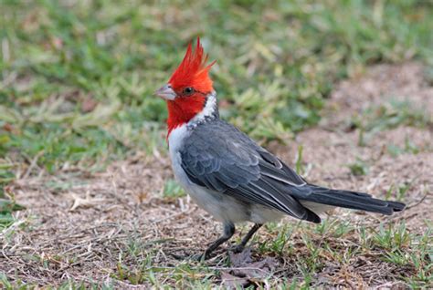 Red-crested Cardinal