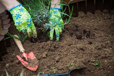 Must-have Low Maintenance Shade Plants