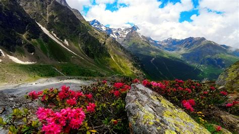 Download Flower Mountain Road Photography Landscape HD Wallpaper