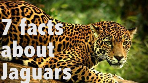 7 facts about Jaguars - YouTube