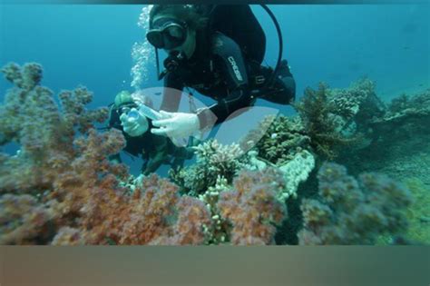 Israel: Eilat’s Red Sea coral reefs deteriorating - Dynamite News