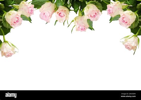 Beautiful white rose flowers top border isolated on white background ...