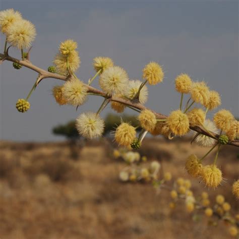 Vachellia hebeclada subsp. hebeclada seeds - Buy online