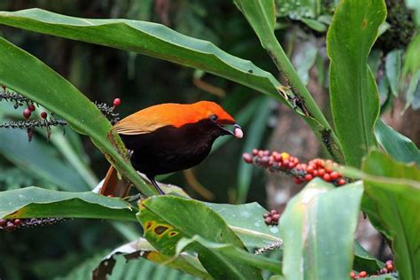 gambar flora dan fauna di papua - Joanne Ross