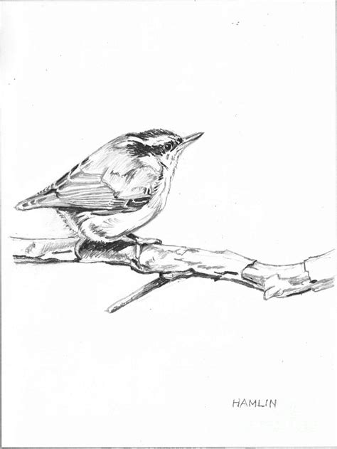 Red-breasted Nuthatch Drawing by Steve Hamlin