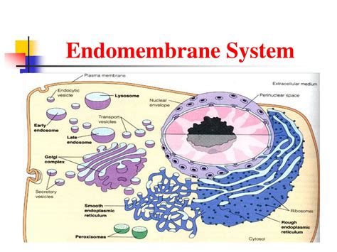 PPT - Human Physiology: Endomembrane system PowerPoint Presentation, free download - ID:9553875