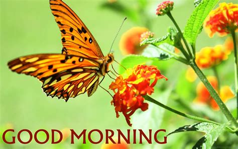 1M+ Delightful Good Morning Images with Butterflies 2023 - Good Morning