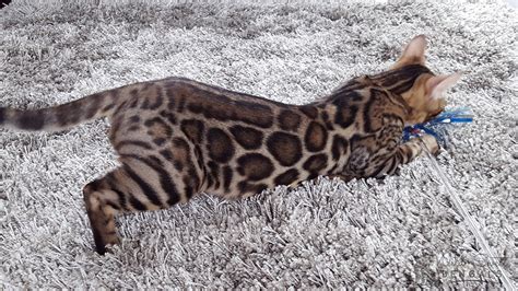 Brown & Orange Bengal Cats for Sale 🐈 | Wild & Sweet Bengals