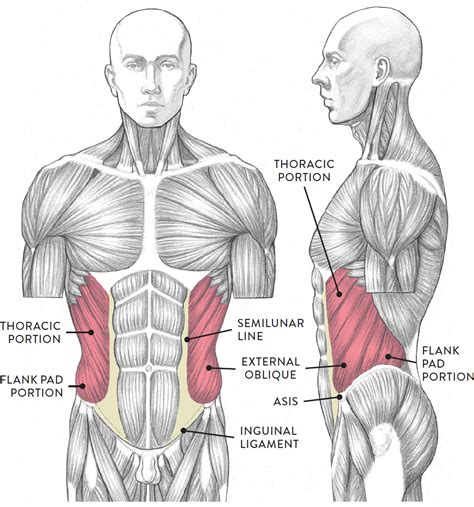 Muscles Of Torso Muscles Of The Neck And Torso Classic Human Anatomy | Images and Photos finder