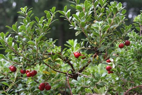 red bearberry Arctostaphylos uva-ursi from New England Wild Flower Society