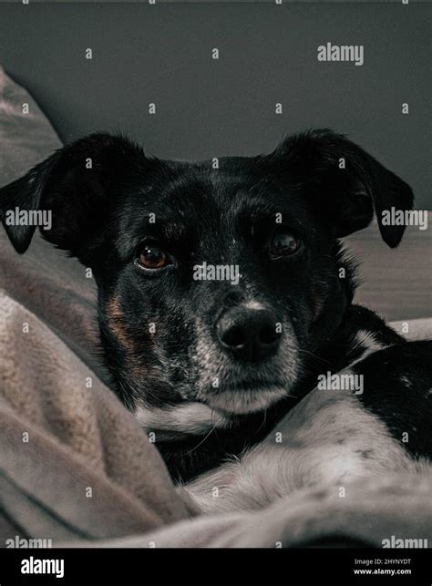 Photo of black dog in bed Stock Photo - Alamy