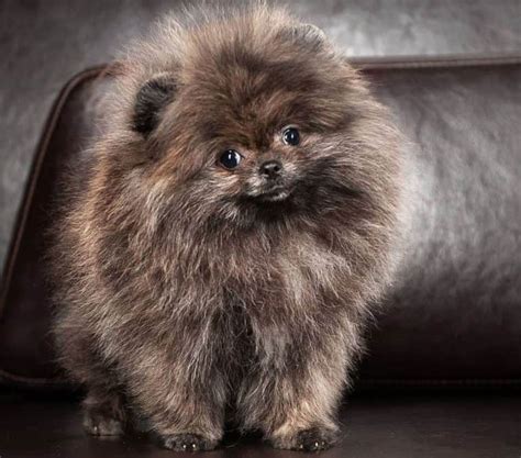 Pomeranian Colors: The Standard & Rare Pom Coat Colors - K9 Web