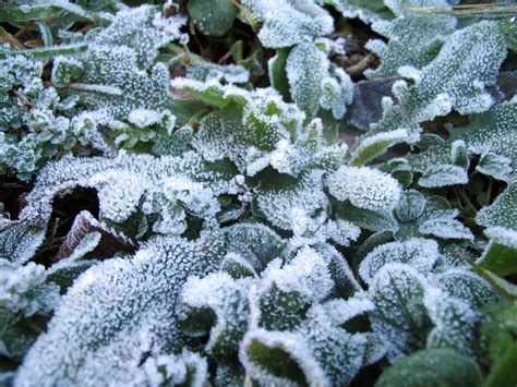 Free hoar-frost in a plant Stock Photo - FreeImages.com