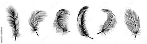 Black fluffy feather. Hand drawing vintage art realistic quill feathers ...