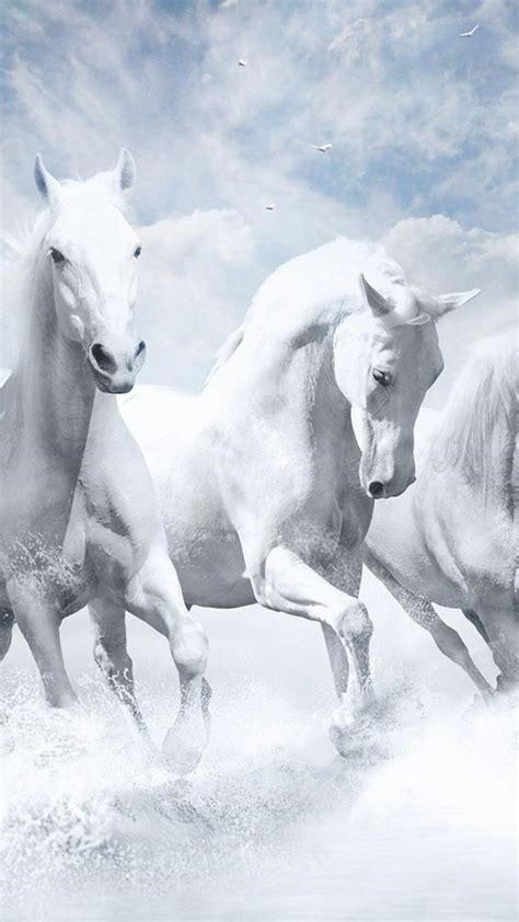 White Horse Wallpaper Hd