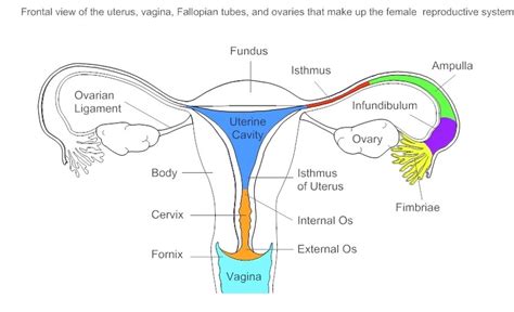 Female reproductive system anatomy - Graph Diagram