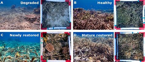 Representative habitat and coral cover images from the four habitat ...