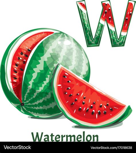 Alphabet letter w watermelon Royalty Free Vector Image